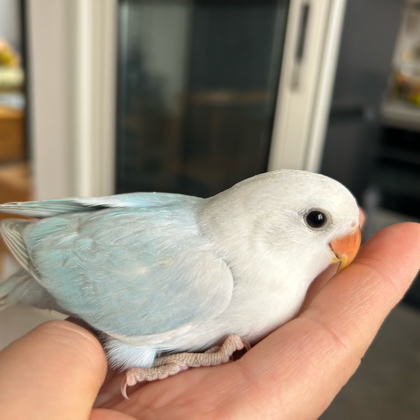 手养鹦鹉 群聊头像