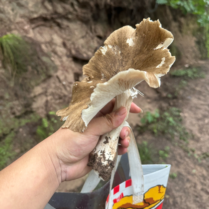 绵阳周边捡菌子粉丝1群 群聊头像
