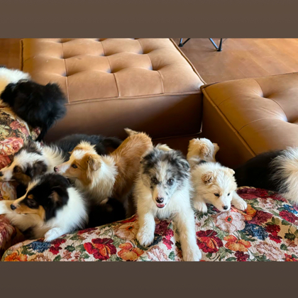 摩根边牧犬舍 群聊头像