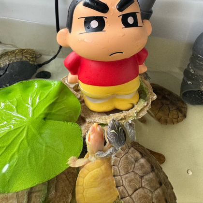 养龟仙人交流群 群聊头像