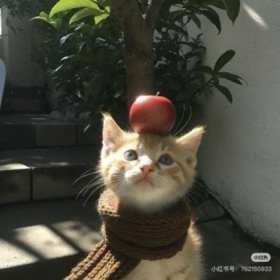 小狼小窝3️⃣ 群聊头像