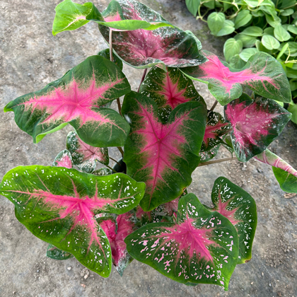 绿植花卉养护群 群聊头像
