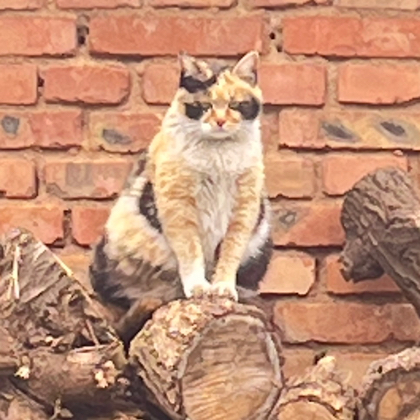 送养领养宠物小猫小狗群 群聊头像