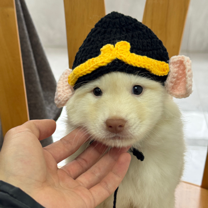 江浙沪田园犬 群聊头像