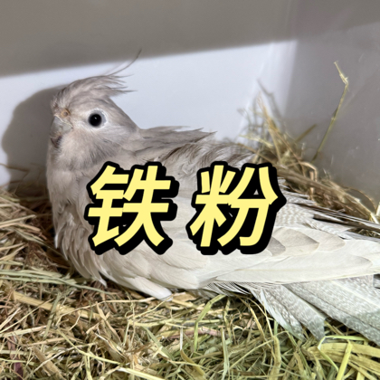 小薯芋家的铁粉窝🪹 群聊头像