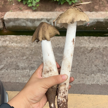 捡菌小分队 群聊头像