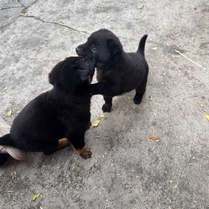 🐶小奶狗之家 群聊头像