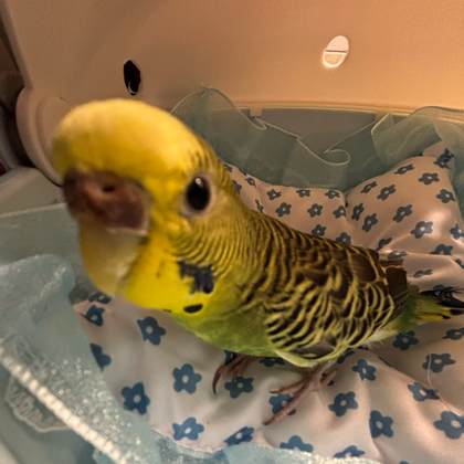鹦鹉小学🦜 群聊头像