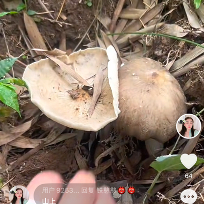 云南人在台州捡菌子 群聊头像