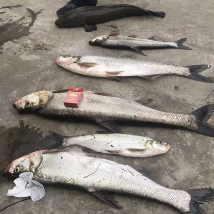 野钓浦东 群聊头像