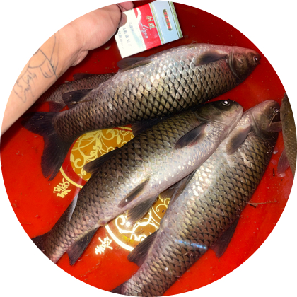耀上鱼🐟鱼乐1群 群聊头像
