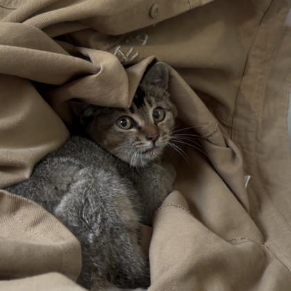 小猫咪叫顺风 群聊头像