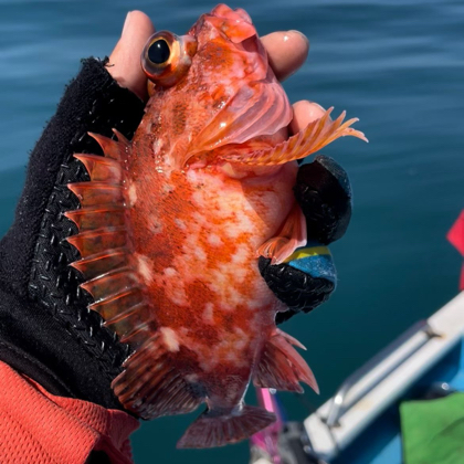 深圳野钓海鱼🐠 群聊头像