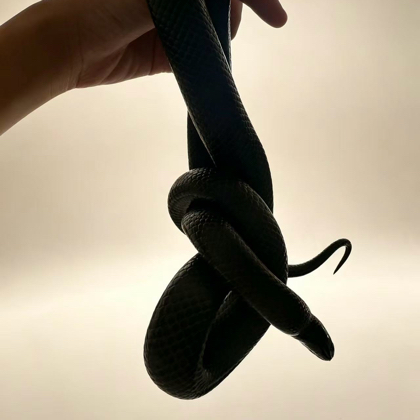 爬宠爱好者 群聊头像