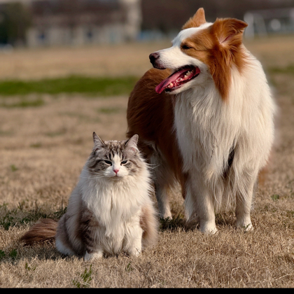 分享养猫养狗日常 群聊头像