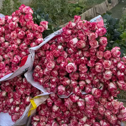花卉植保交流 群聊头像