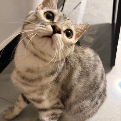 🐱猫咪救助 群聊头像