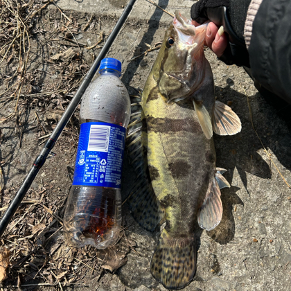 哦豁🎣不打鳜 群聊头像