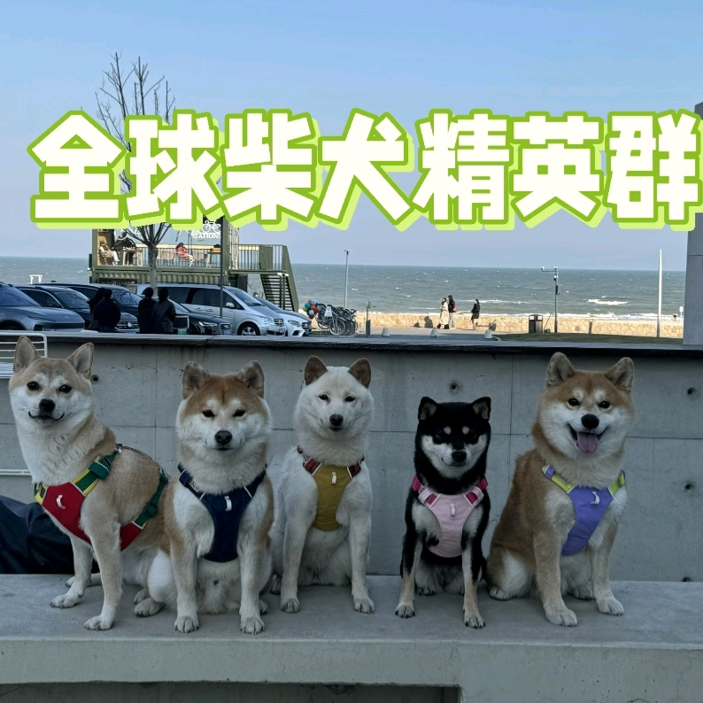 全球柴犬精英群 群聊头像