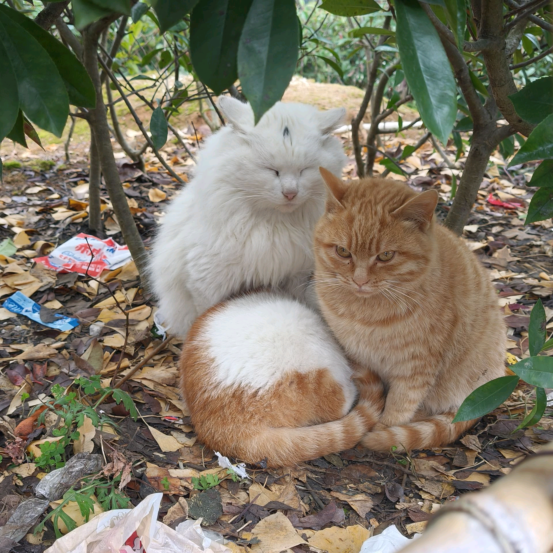 猫猫救援分享 群聊头像