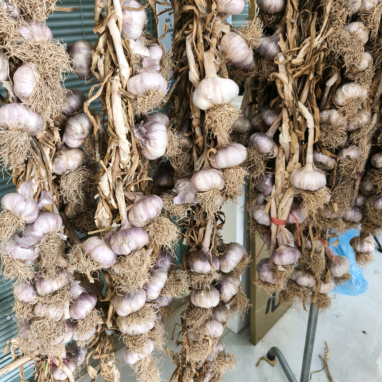 大蒜种植交流经验2群 群聊头像