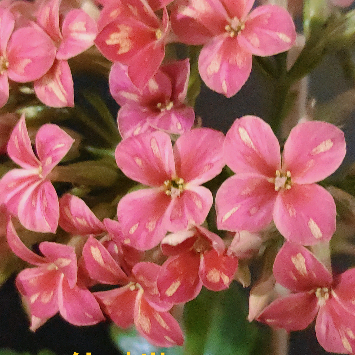 冯姐花园 群聊头像