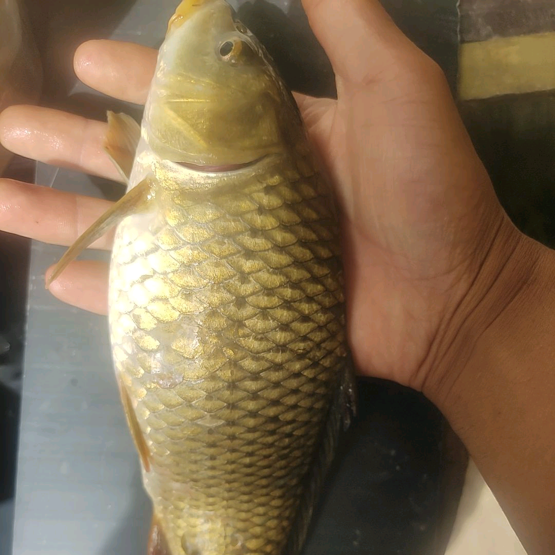 野钓玩家 群聊头像