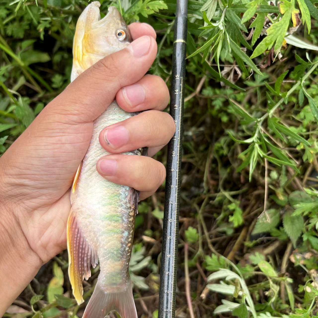 成都溪流路亚交流群 群聊头像
