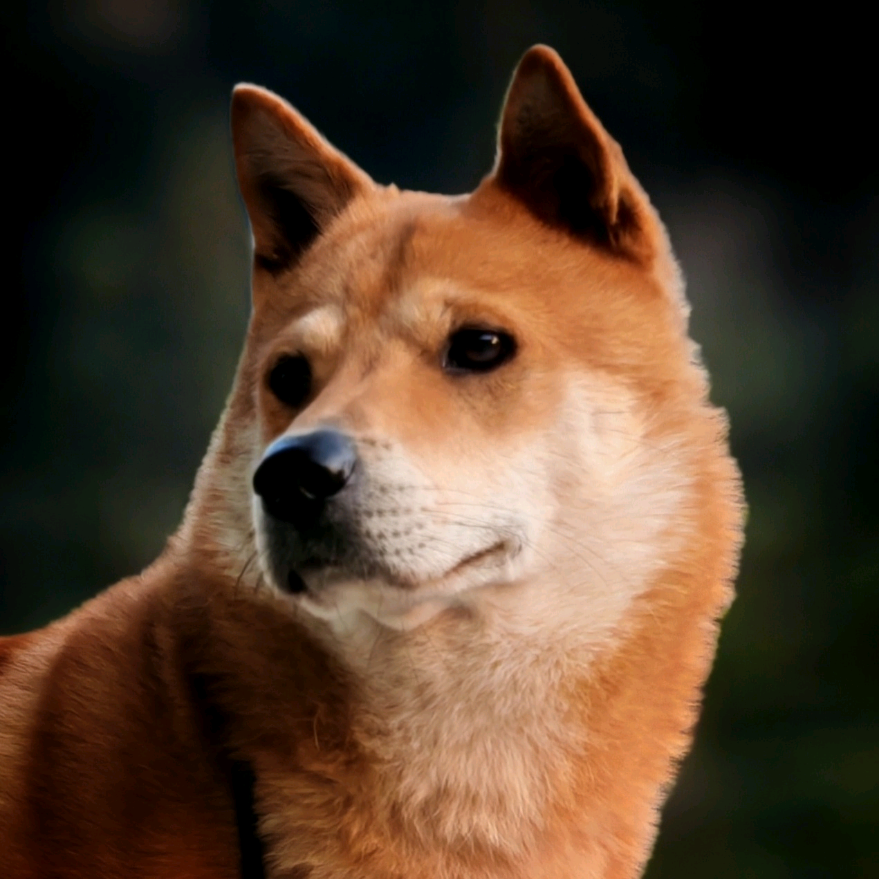 田园犬福仔粉丝群 群聊头像