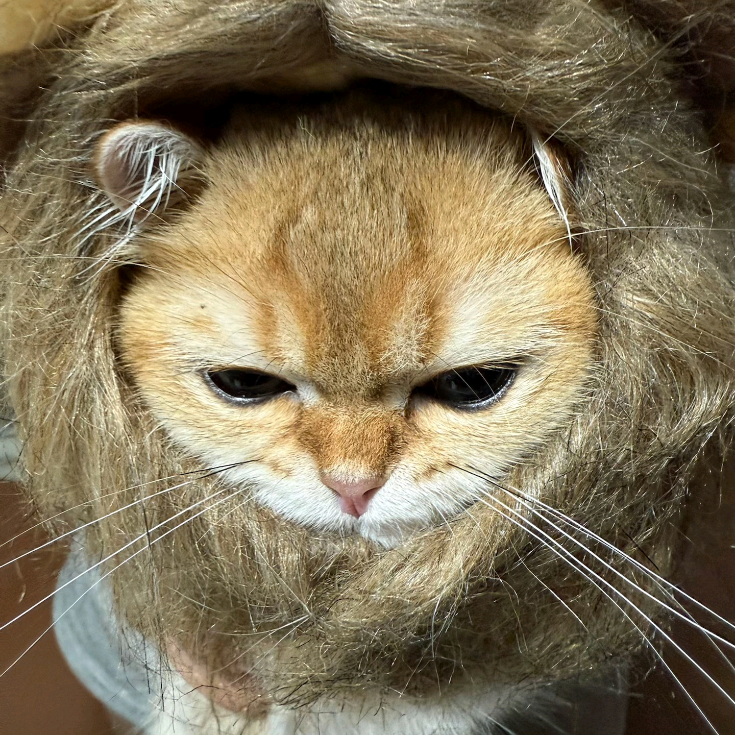 邪恶猫猫逆战开黑群 群聊头像