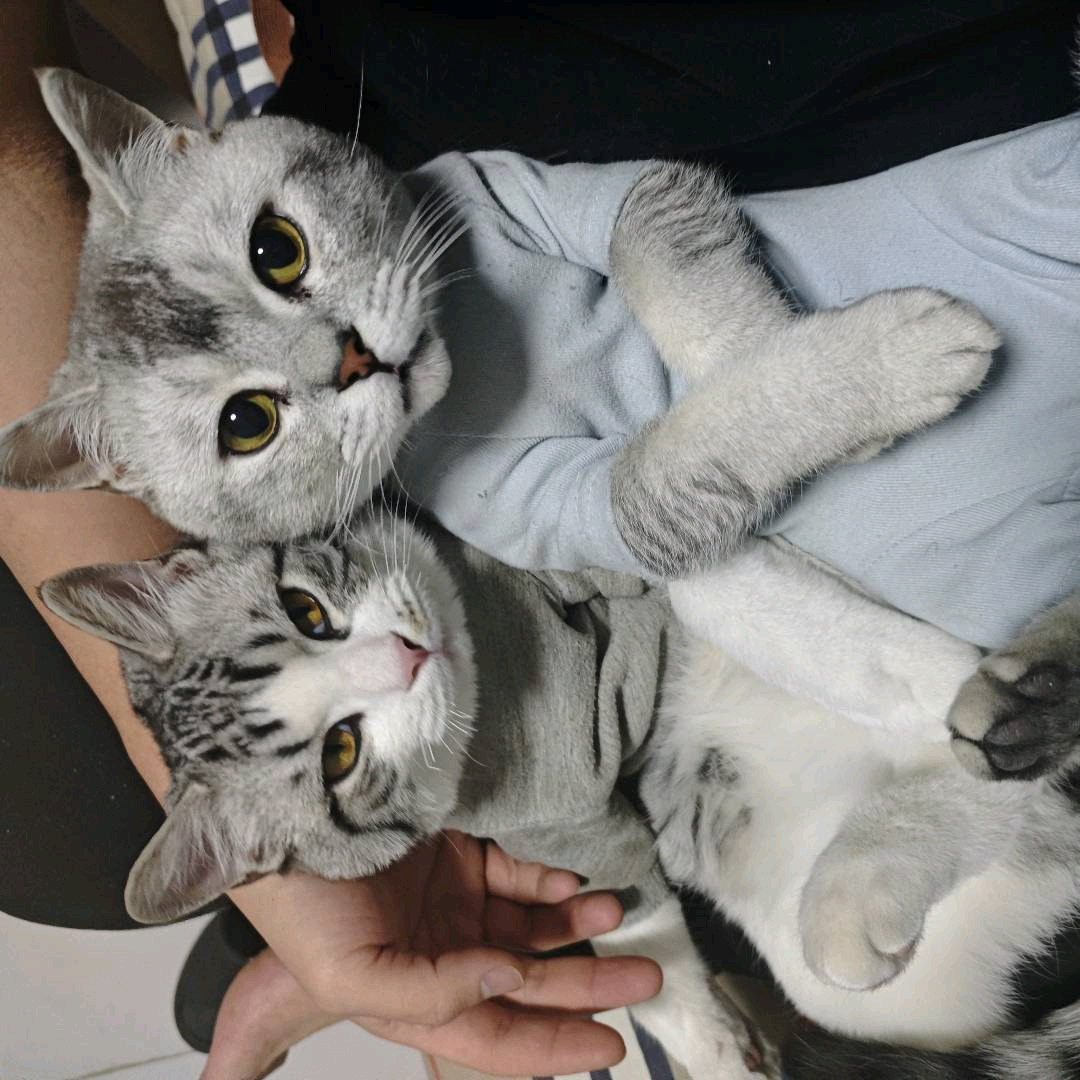 猫抓老鼠 群聊头像