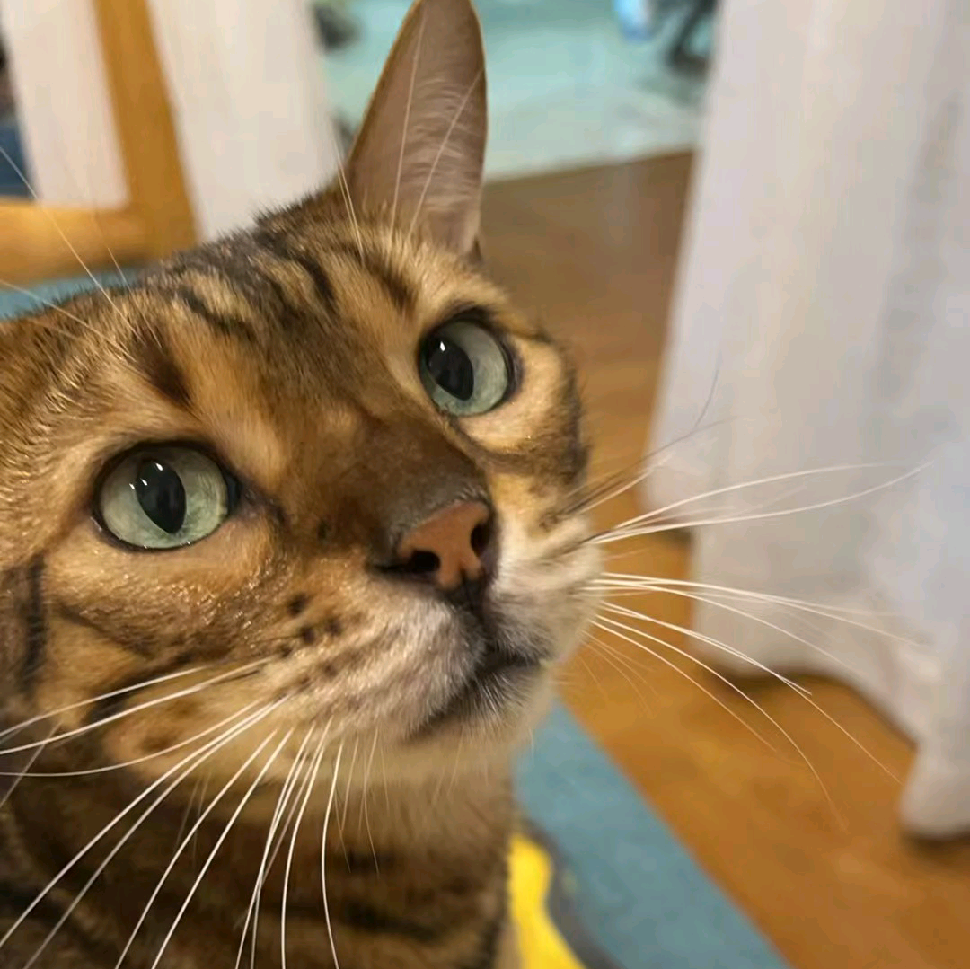 昆明猫森林 群聊头像