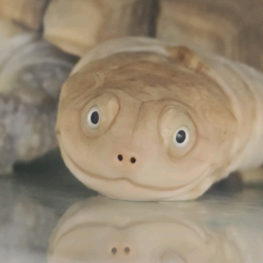 龟龟病情交流 群聊头像