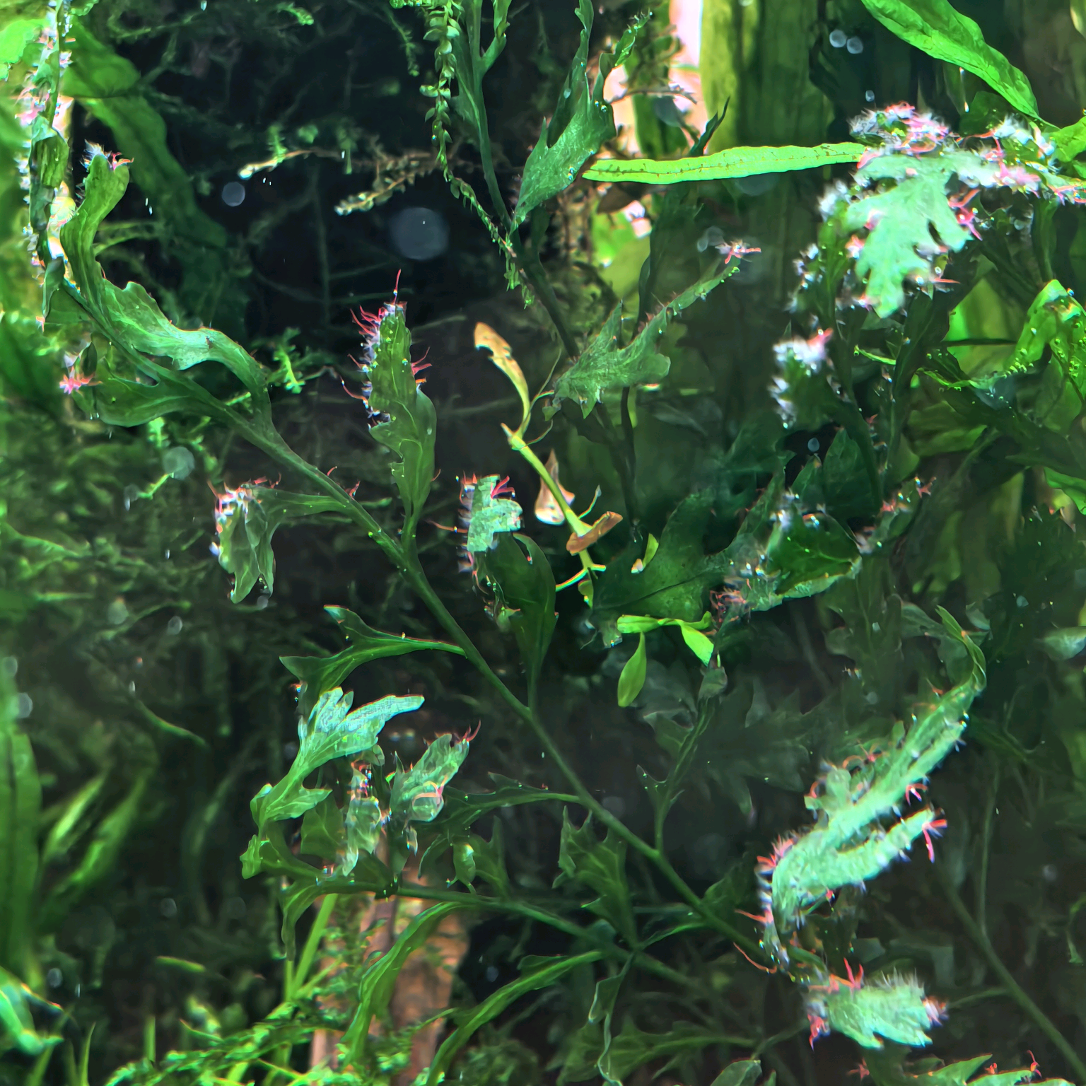 崽崽的🐟2️⃣ 群聊头像