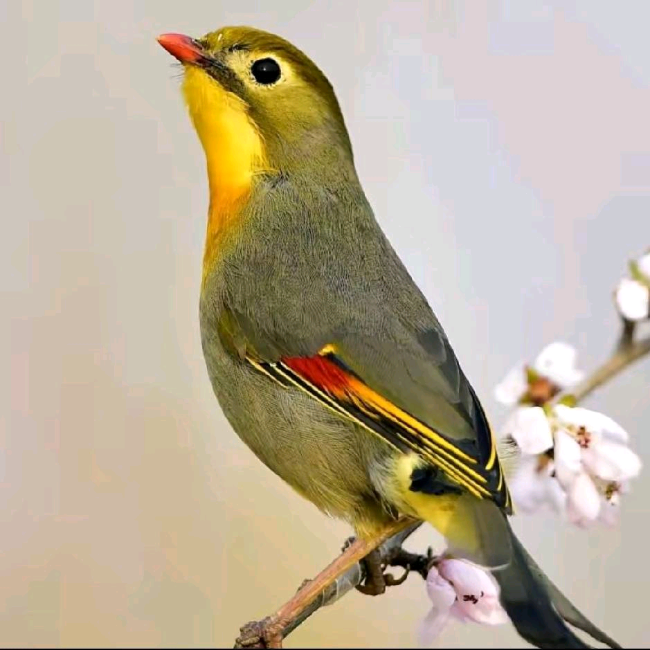 连长盘鸟群 群聊头像