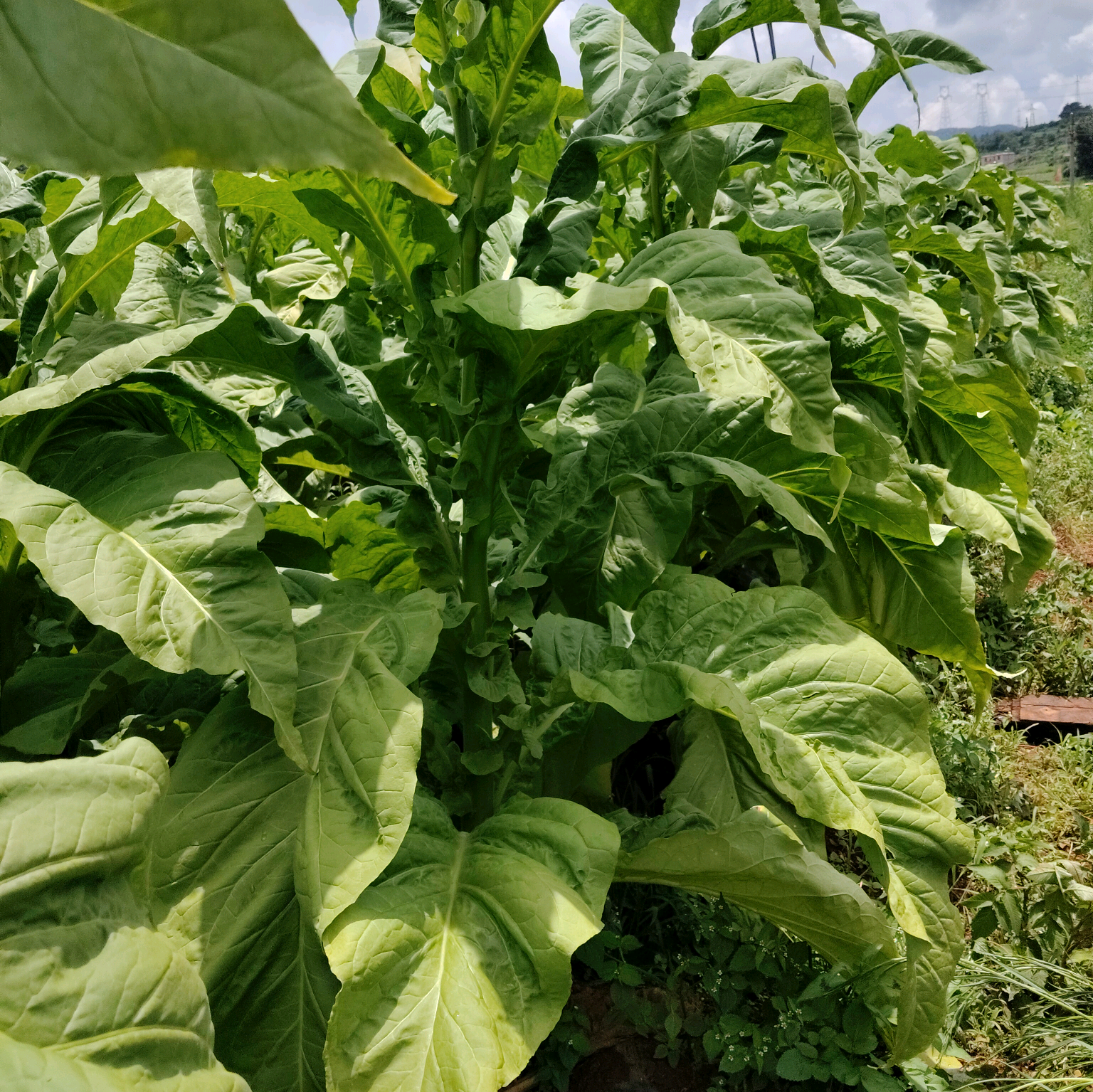烤烟烟草种植交流群 群聊头像