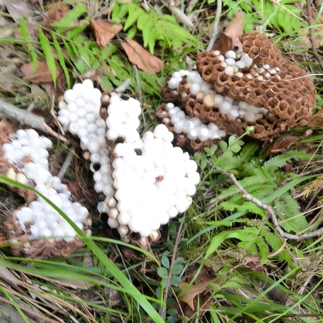 南充应急救援除蜂队 群聊头像