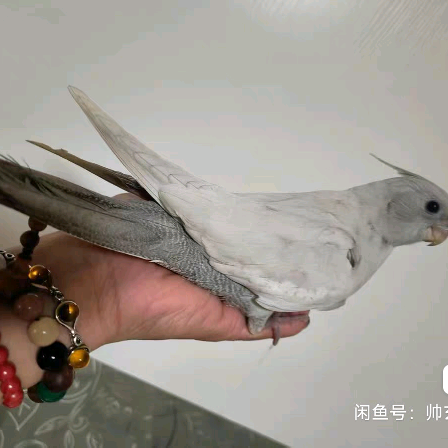 玄凤鹦鹉交流群2 群聊头像
