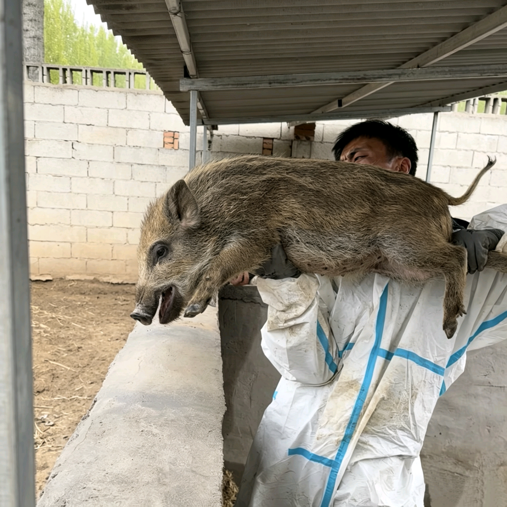 生态改良二代跑山猪 群聊头像