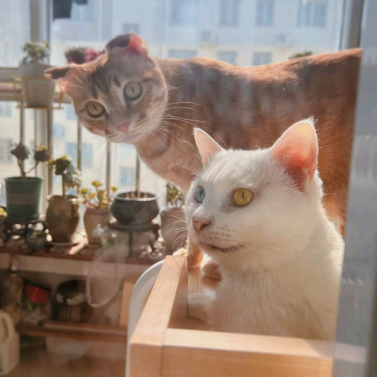 猫姐的猫家族 群聊头像