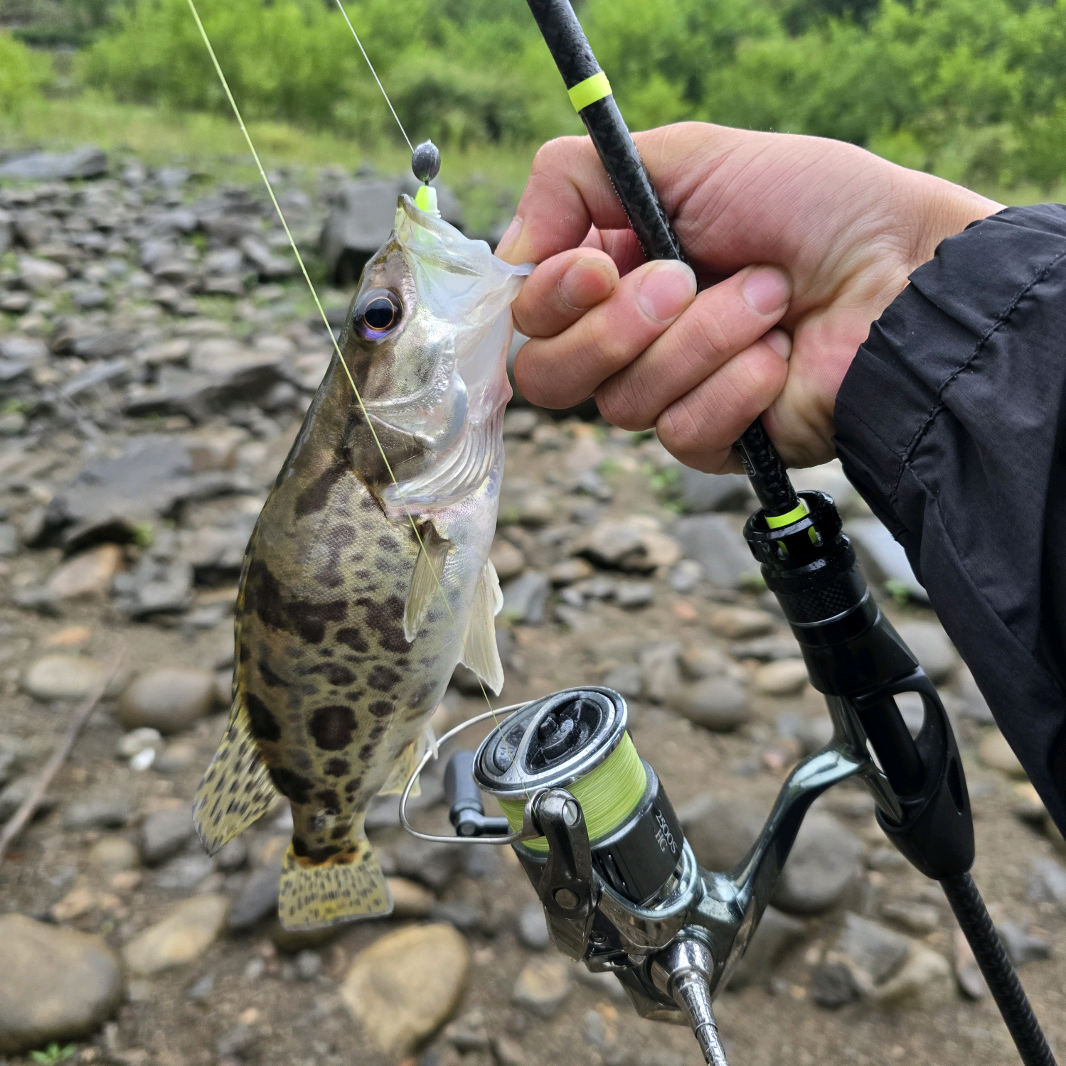 钓鱼只钓小阿鳜🎣 群聊头像