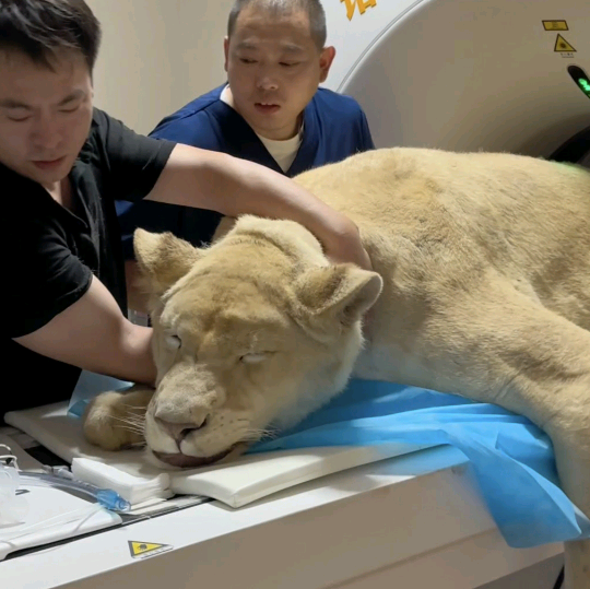 铭宇动物医院群 群聊头像