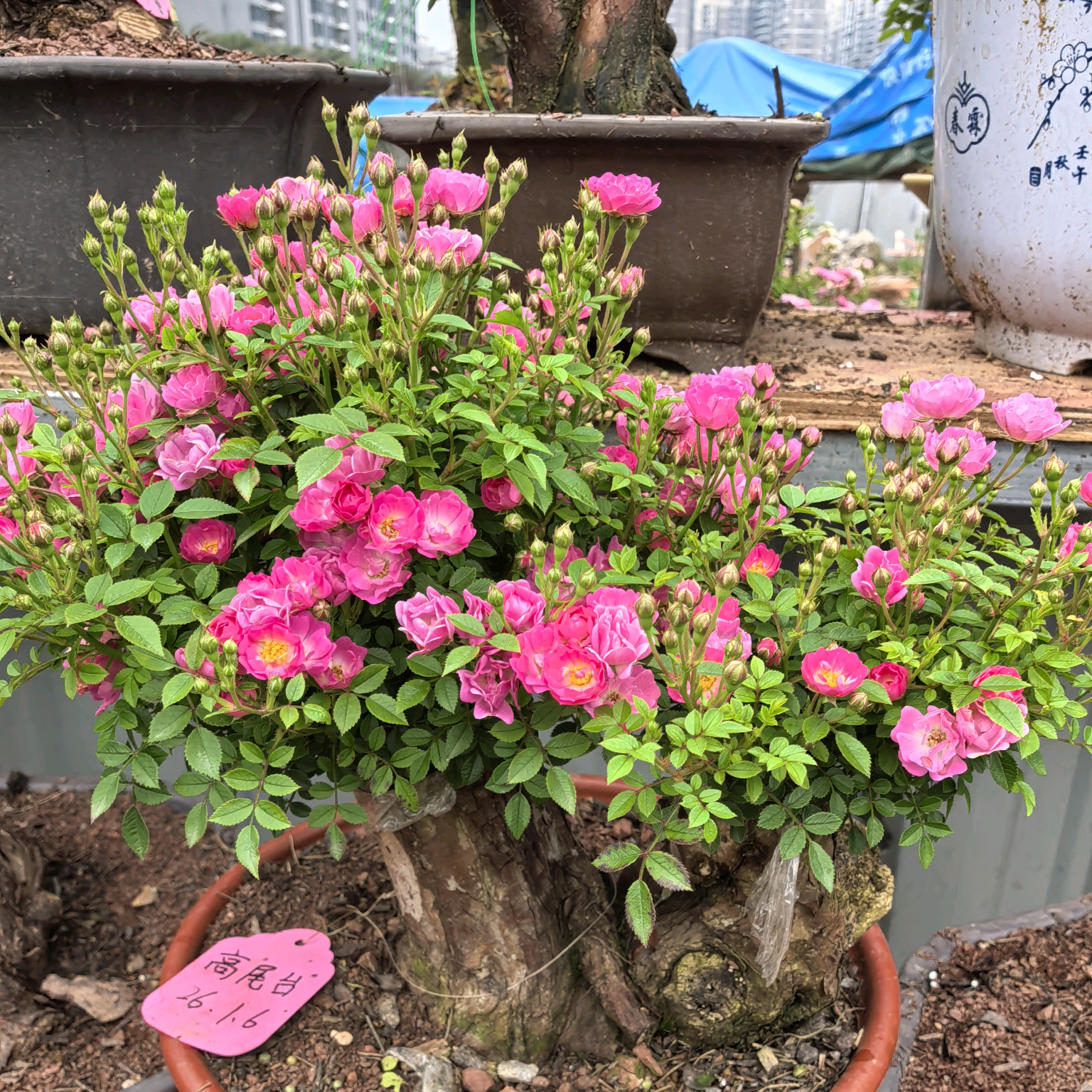 花友交流 群聊头像