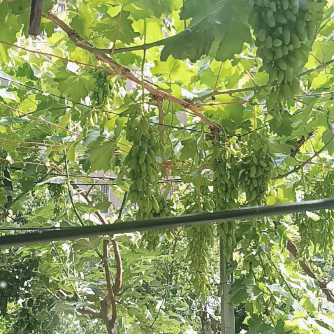 葡萄分享群2 群聊头像