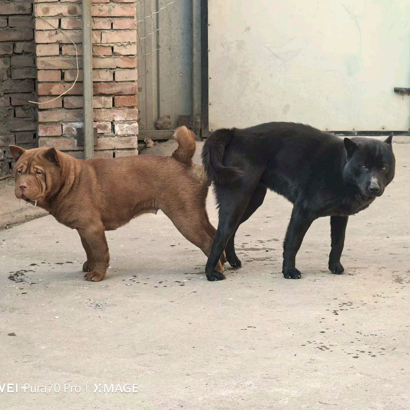 五黑五红犬交流群！ 群聊头像