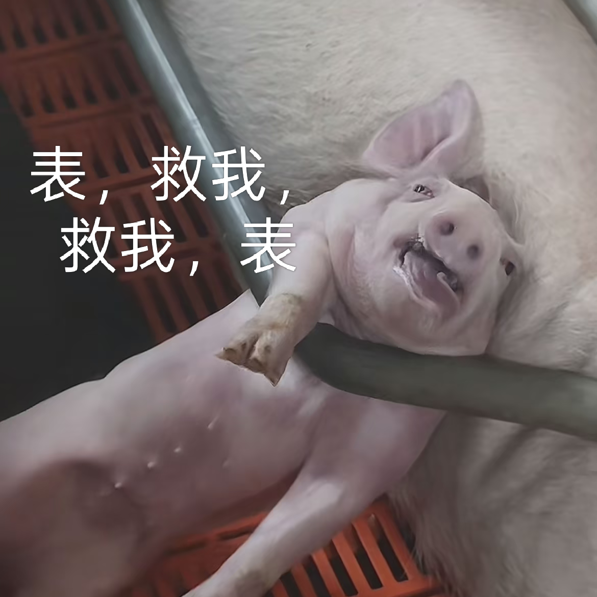 养猪交流技术群 群聊头像