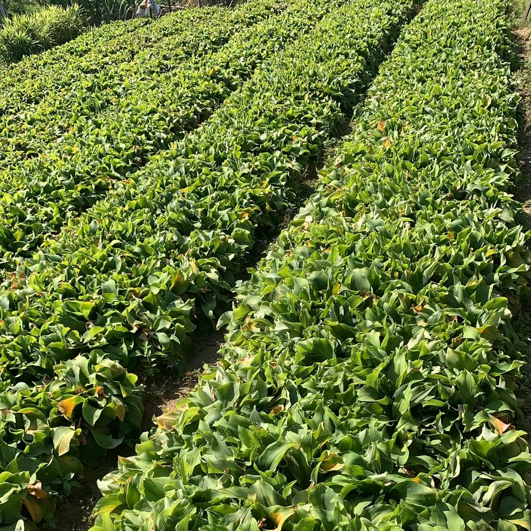 沙姜种植技术交流群 群聊头像