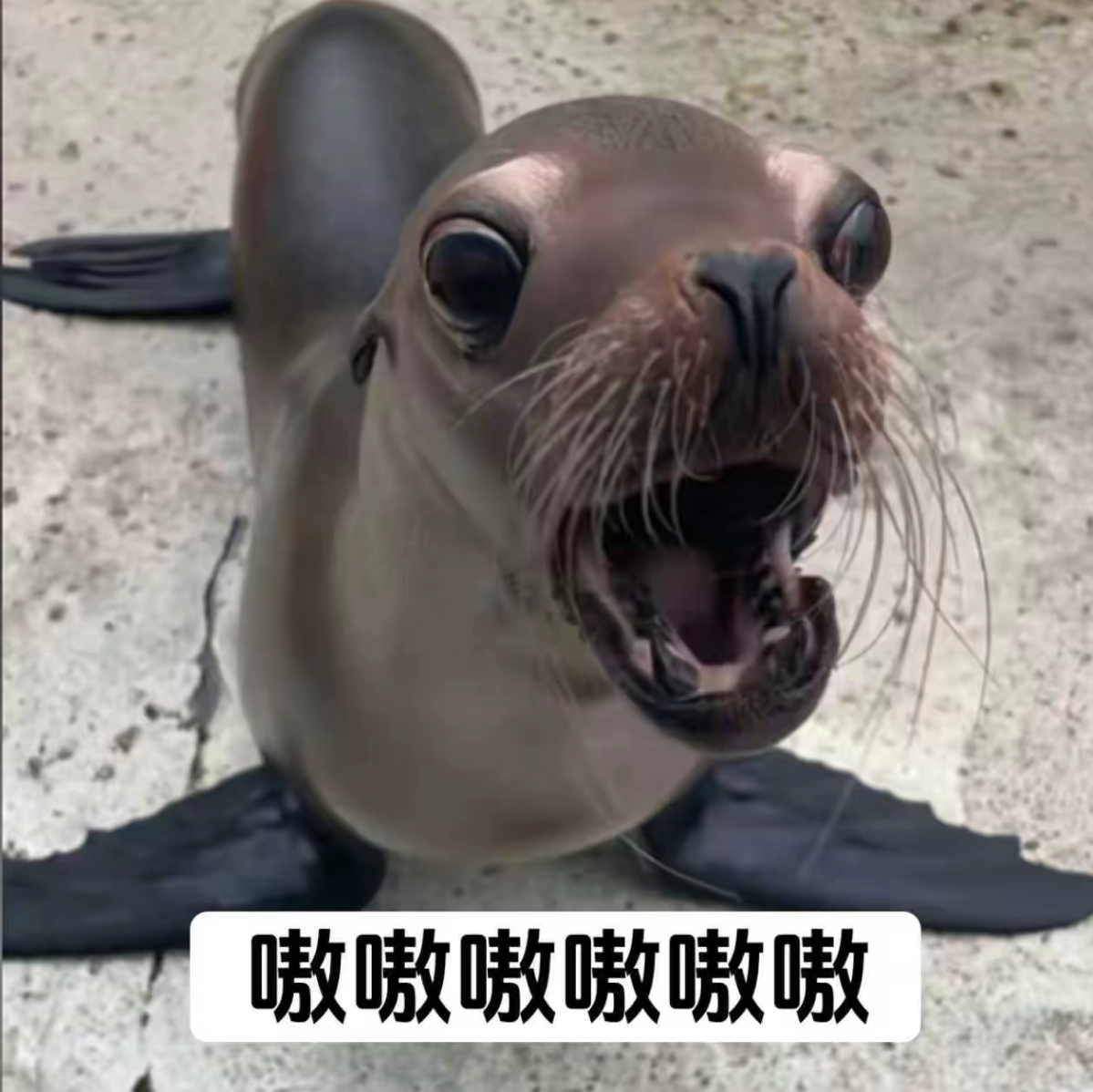 海狮基地2 群聊头像