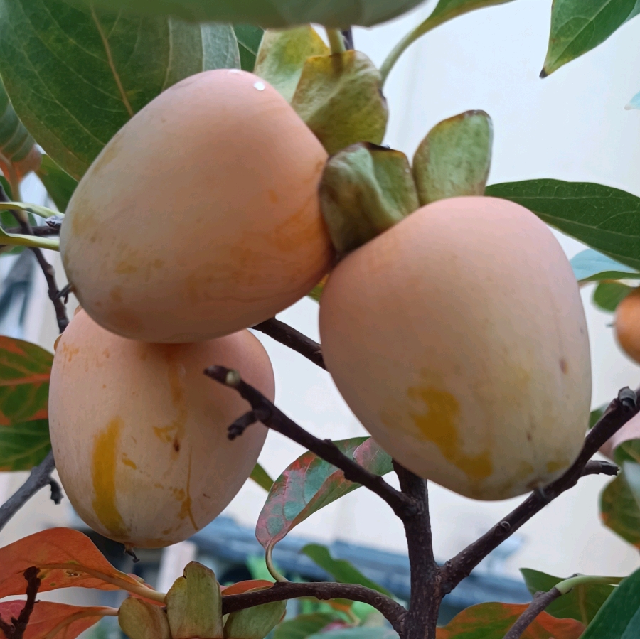 喜欢种果树 群聊头像