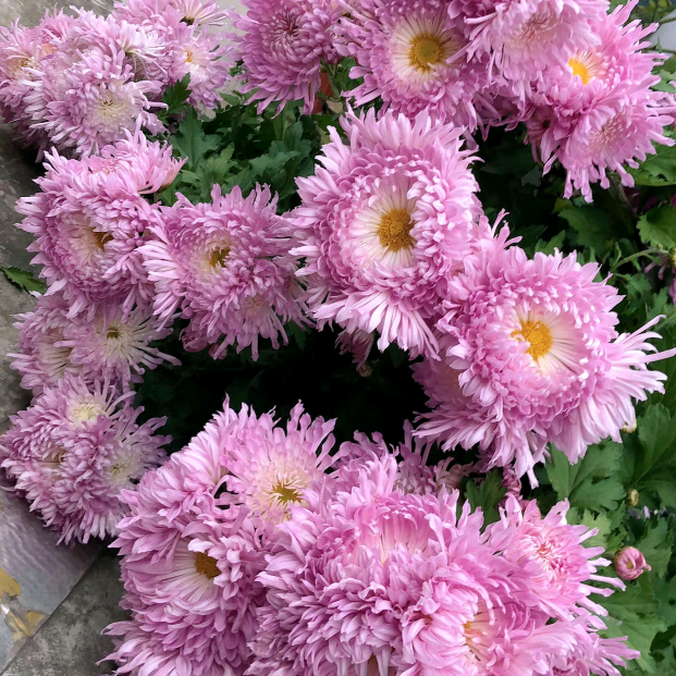 粉樱菊花苗互换交流群 群聊头像